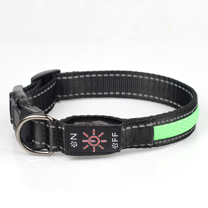 Dog wearing a glowing Crufty LED safety collar at night