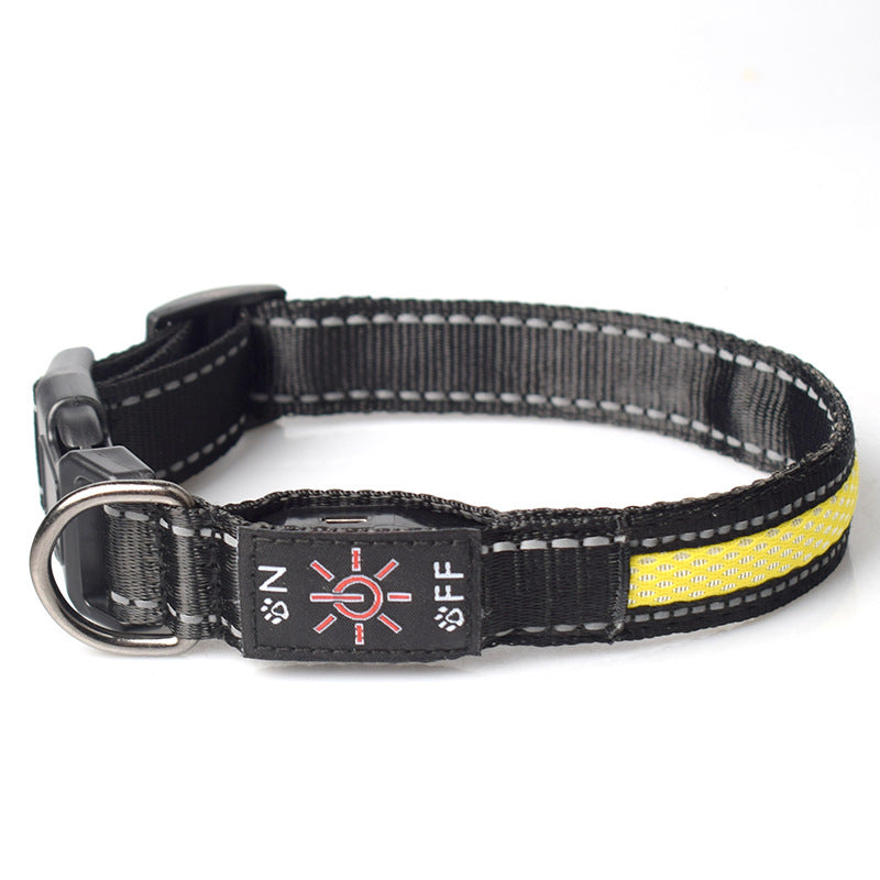 Crufty LED collar glowing brightly in the dark