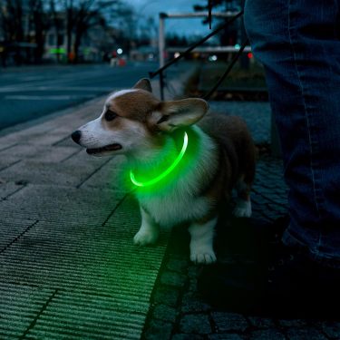 Crufty LED Safety Collar — Essentials