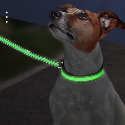Crufty LED rechargeable dog collar glowing on a dog during a night walk