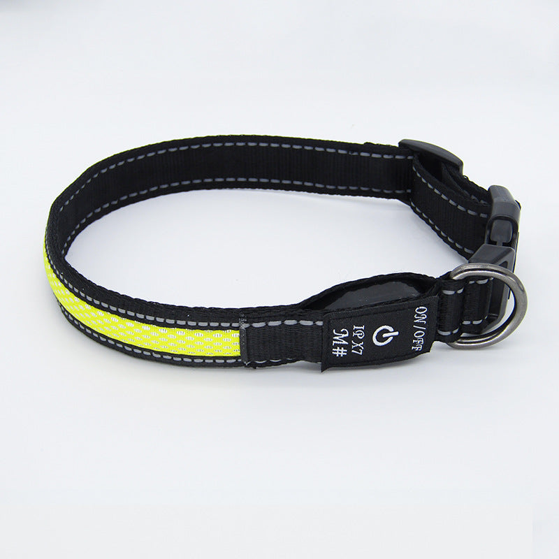 LED safety collar shown on a dog outdoors in low light