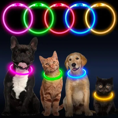 Crufty LED Safety Collar glowing on a dog at night